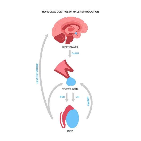 Hormones reproductrices masculines — Image vectorielle