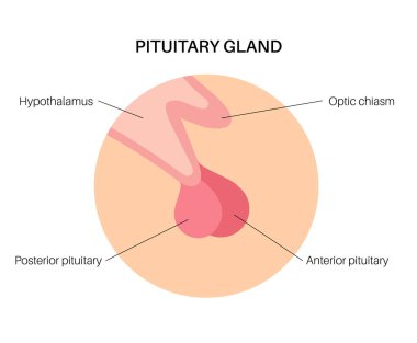 hipofiz bezi anatomisi