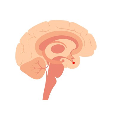 hipofiz bezi anatomisi
