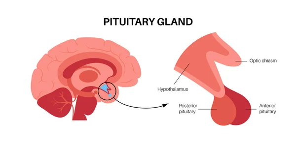 Anatomia da glândula pituitária —  Vetores de Stock