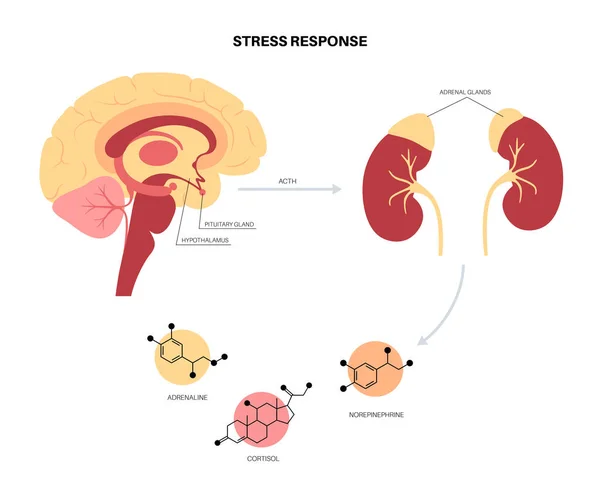 Stress responce system — Stock Vector