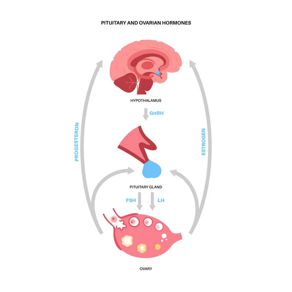 Hormonas reproductivas — Vector de stock