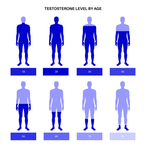 테스토스테론 수준 표 — 스톡 벡터