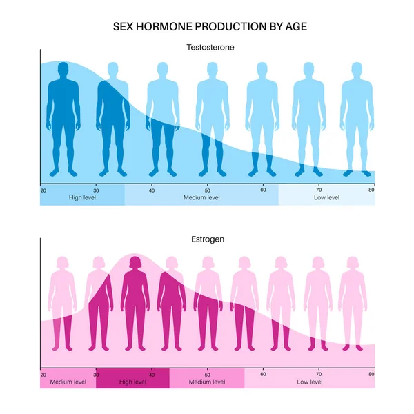 Testosteronoestrogeengehalte — Stockvector