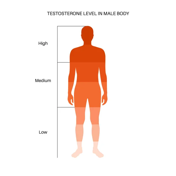 테스토스테론 수준 표 — 스톡 벡터