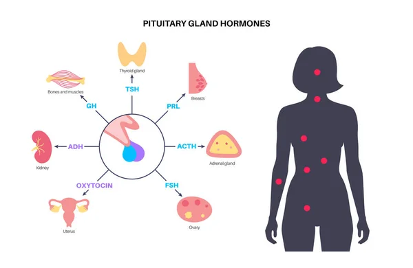 Hormonas da glândula pituitária — Vetor de Stock