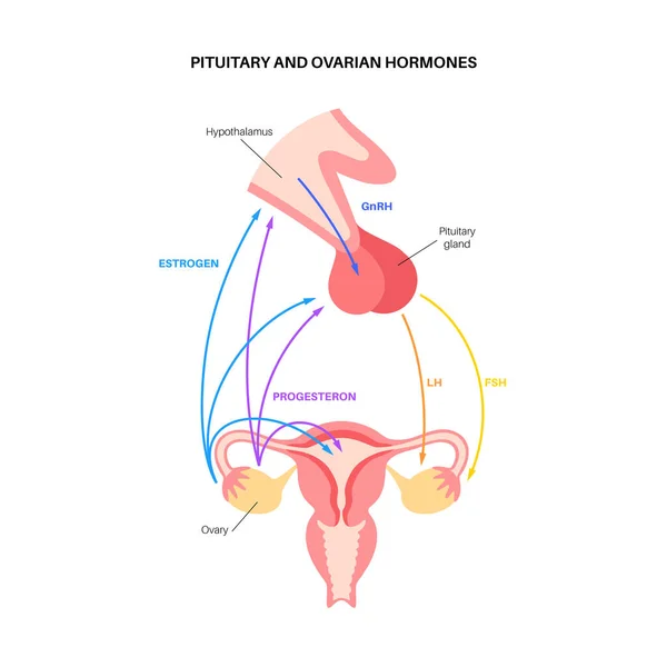 Female reproductive hormones — Stock Vector