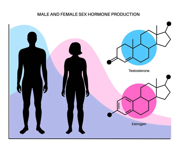 Testosteronoestrogeengehalte — Stockvector