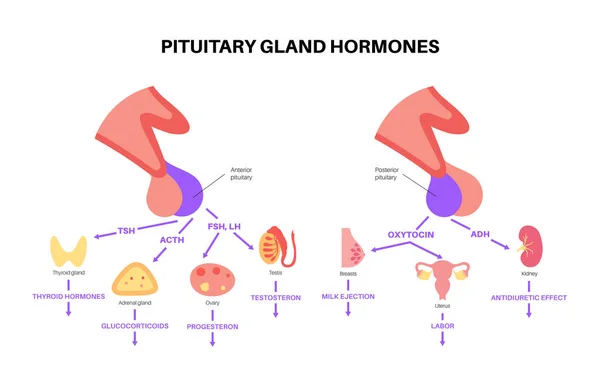 Hormones hypophysaires — Image vectorielle