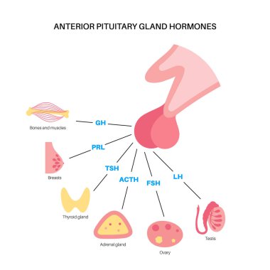 Pituitary gland hormones clipart