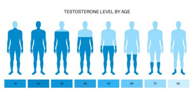 Testosteron seviyesi tablosu