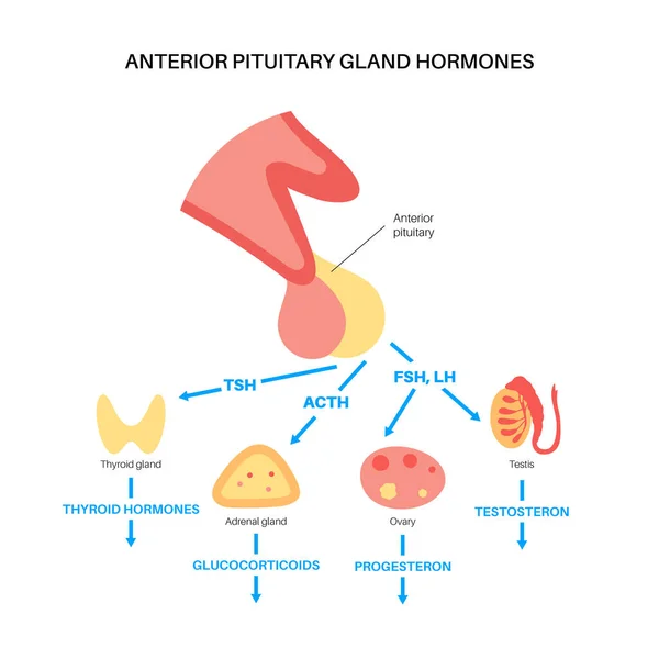 Hormonas da glândula pituitária —  Vetores de Stock