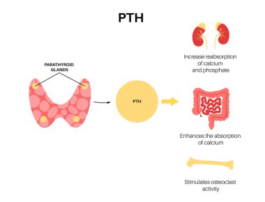 Paratiroid bezinin anatomisi