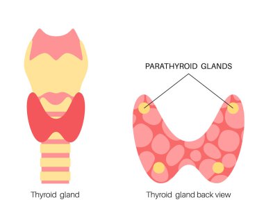 Paratiroid bezinin anatomisi