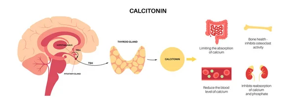 Calcitonina hormona da tiróide —  Vetores de Stock