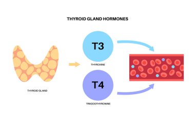 Tiroid hormonları diyagramı