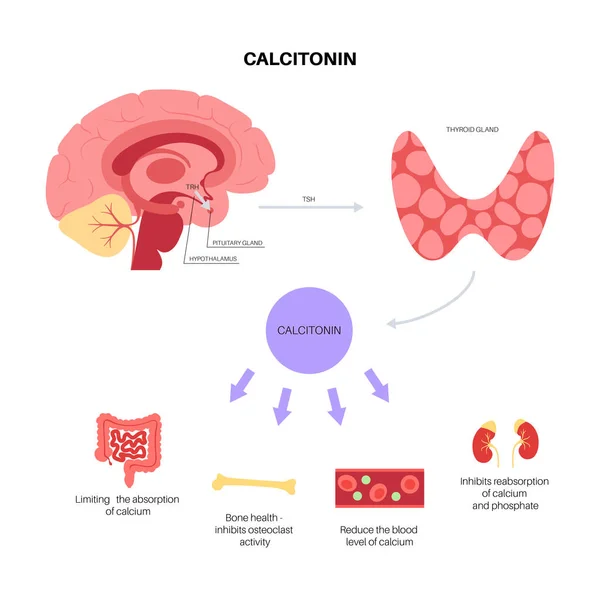 칼시토닌 갑상선 호르몬 — 스톡 벡터