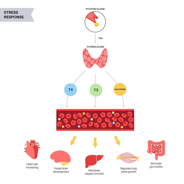 Diagramme des hormones thyroïdiennes — Image vectorielle