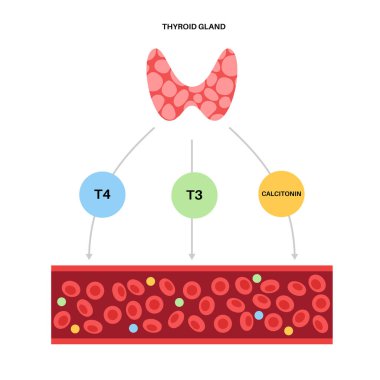 Thyroid hormones diagram clipart