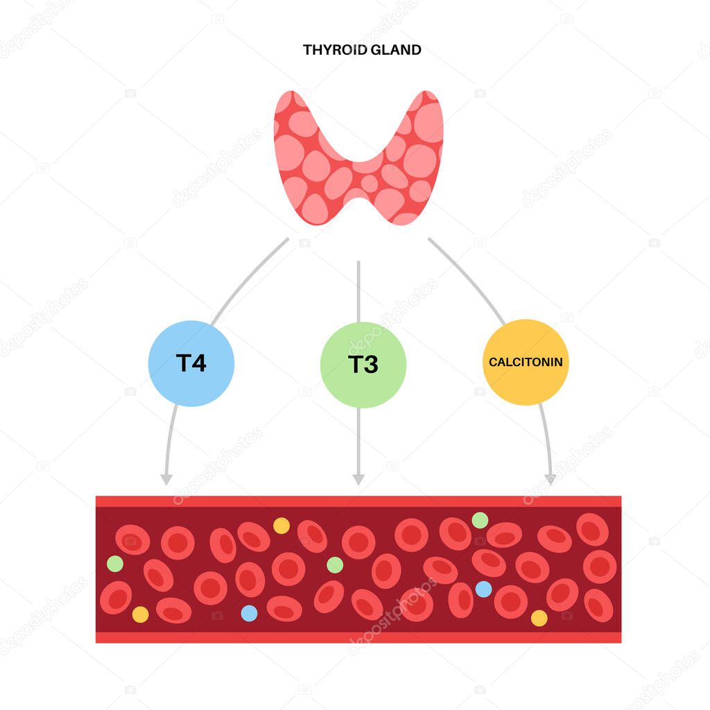 Thyroid hormones diagram