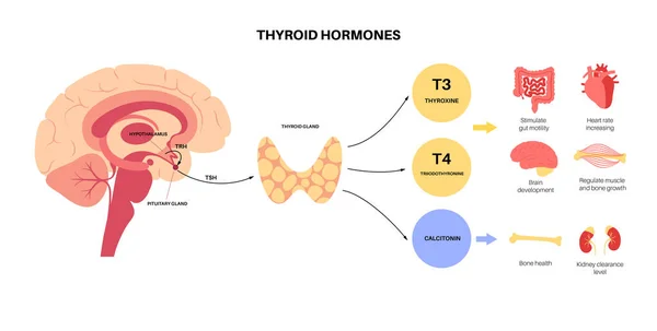 Diagrama das hormonas da tiroide —  Vetores de Stock