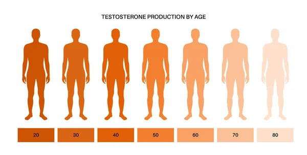 Graf hladiny testosteronu — Stockový vektor
