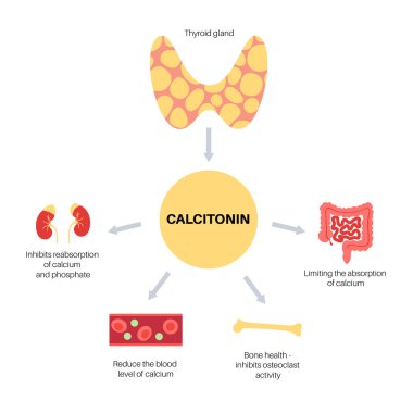 calcitonin thyroid hormone clipart