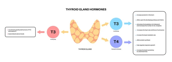 Diagram hormonů štítné žlázy — Stockový vektor