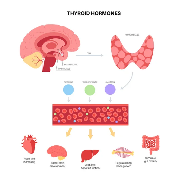 Diagrama das hormonas da tiroide — Vetor de Stock