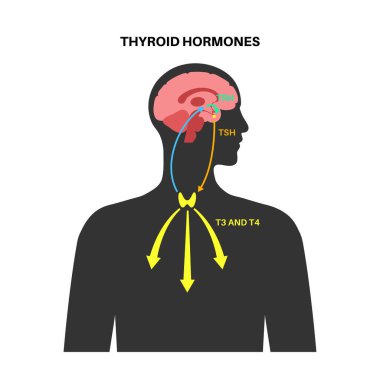 Tiroid hormonları diyagramı