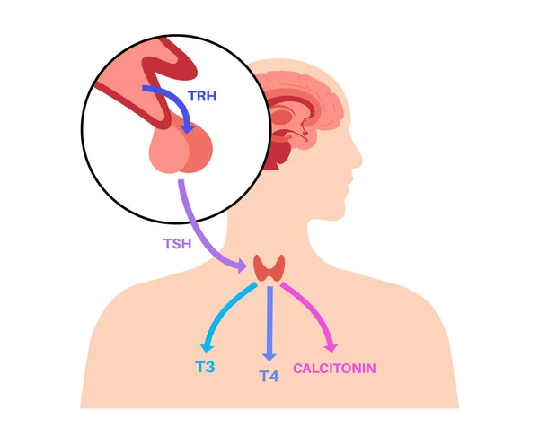 Диаграмма тиреоидных гормонов — стоковый вектор
