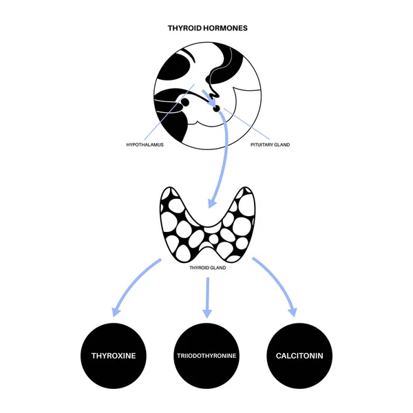 Διάγραμμα θυρεοειδικών ορμονών — Διανυσματικό Αρχείο