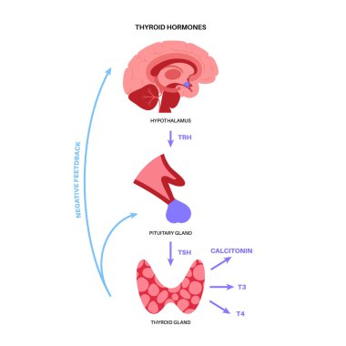Tiroid hormonları diyagramı
