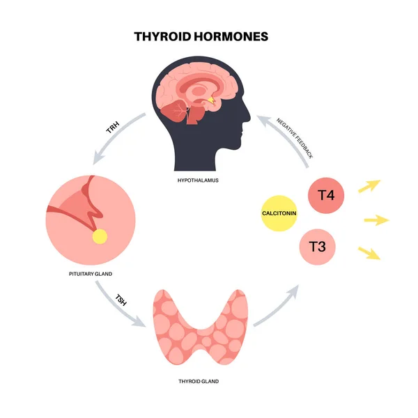 Diagram hormon tiroid - Stok Vektor
