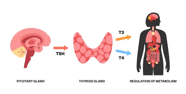 Tiroid hormonları diyagramı — Stok Vektör
