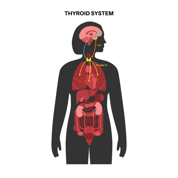 Diagrama de hormonas tiroideas — Vector de stock
