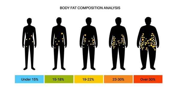 Body fat composition — Stock Vector