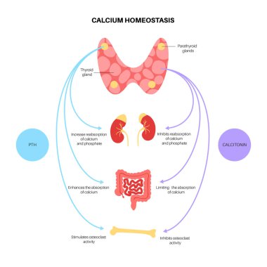 kalsiyum homeostasis diyagramı