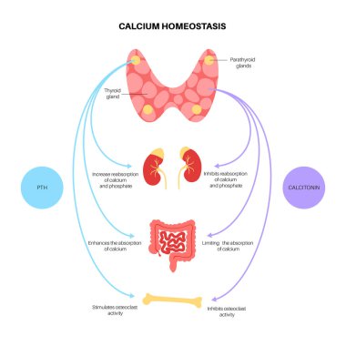 calcium homeostasis diagram clipart