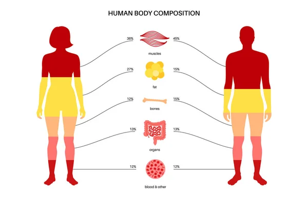 Composition du corps humain — Image vectorielle