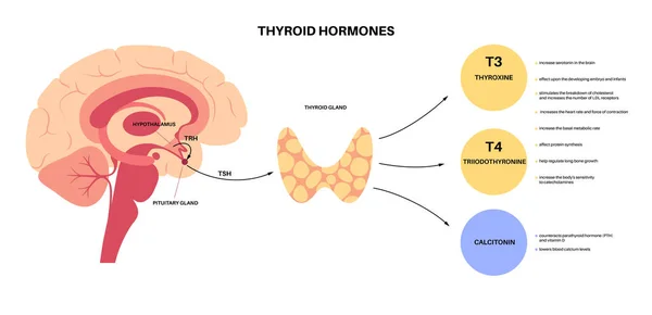 Diagrama das hormonas da tiroide — Vetor de Stock