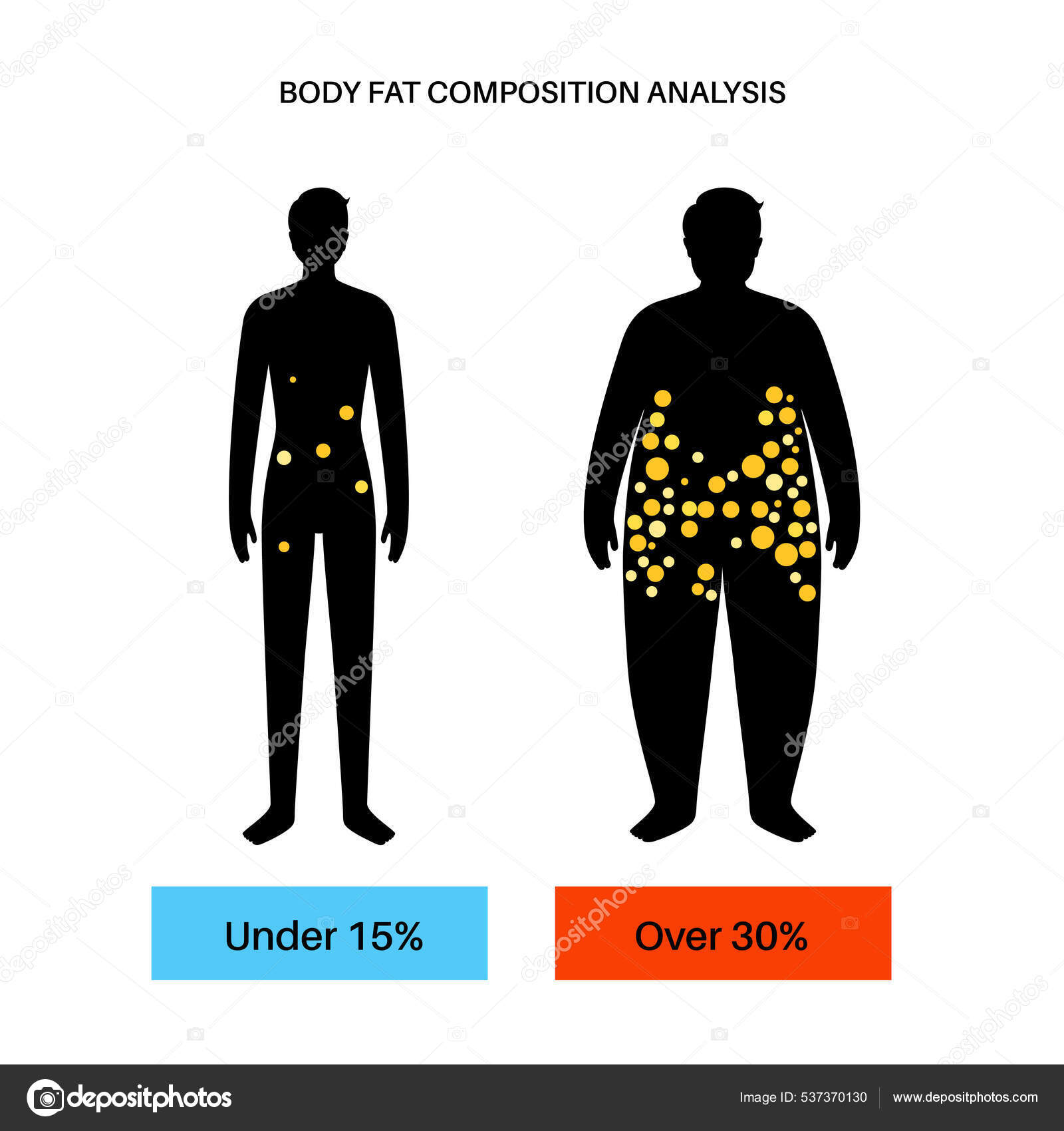 La distribution de la graisse chez l'humain