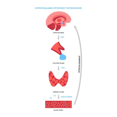 Tiroid hormonları diyagramı