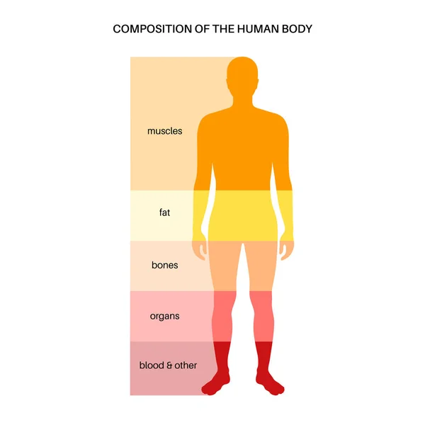 Människokroppens sammansättning — Stock vektor