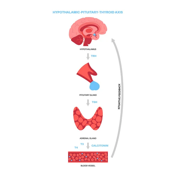 Schildklierhormonen diagram — Stockvector
