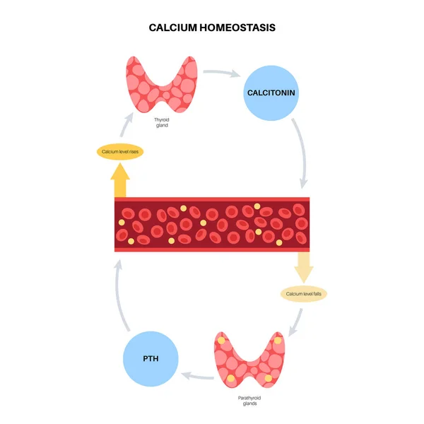 칼슘 항상성 도표 — 스톡 벡터