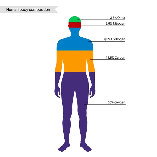 Composición del cuerpo humano — Vector de stock