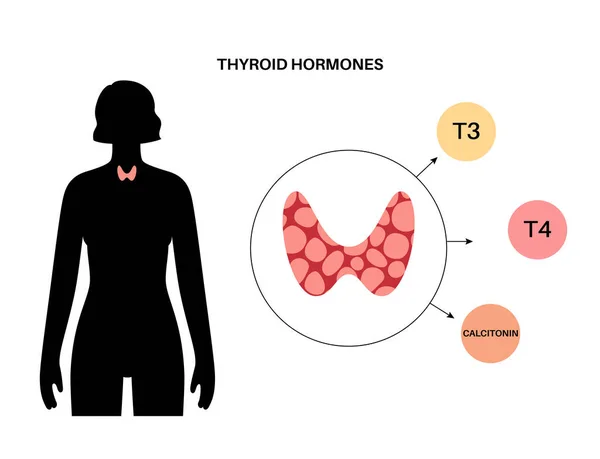 Pajzsmirigy hormonok diagram — Stock Vector