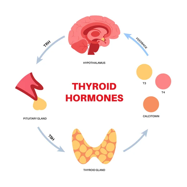 Diagrama das hormonas da tiroide —  Vetores de Stock