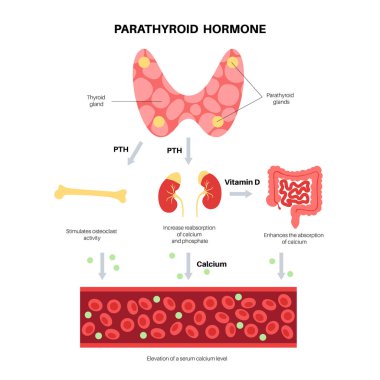 Paratiroid bezinin anatomisi